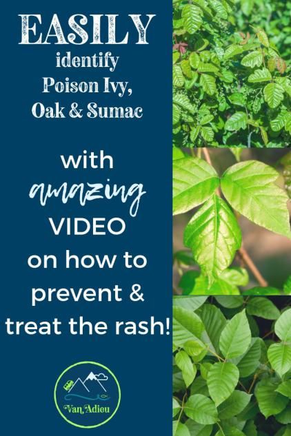 How to get rid of poison ivy rash on your skin FAST! Home remedies with a VIDEO! Plus learn the difference between poison ivy, oak and sumac! #PoisonIvy #PoisonOak #Sumac #TreatPoisonIvy #Camping #VanAdieu #CampingHacks Poison Sumac Rash, Poison Oak Rash, Identify Poison Ivy, Poison Ivy Rash, Poison Oak, Best Teeth Whitening Kit, Nice Teeth, Best Teeth Whitening, Teeth Whitening Kit