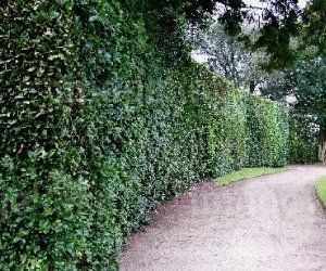 Planting Tips for Hedges / Collections − Speciality Trees Living Fences, Bay Laurel Tree, Screening Plants, Hedge Trees, Planting Schedule, Laurel Hedge, Front Driveway, Hedge Plants, Scent Garden