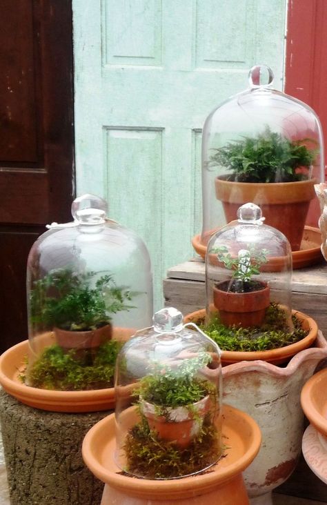 Magical Terrarium, Garden Cloche, Cloche Decor, Terrarium Wedding, Terrarium Ideas, Moss Terrarium, Garden Terrarium, Terrarium Plants, The Bell Jar