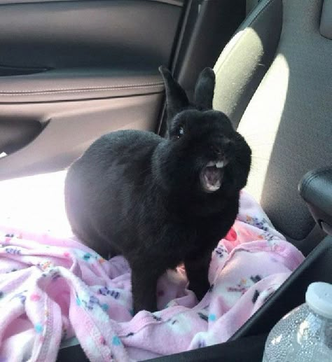 Bunnies Aesthetic, Bunny Things, Pet Bunny Rabbits, Silly Rabbit, Pet Organization, Cute Bunny Pictures, Black Bunny, Black Rabbit