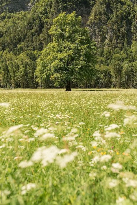 Pretty Green Landscape, Green Fields Aesthetic, Lush Green Landscape, Big Field Aesthetic, Mid Afternoon Aesthetic, Big Tree Aesthetic, Landscape Green Aesthetic, Green Mountain Aesthetic, Midday Aesthetic