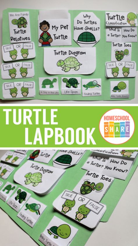 The Box Turtle Book Activities, Turtle Activities For Kindergarten, Turtle Facts For Kids, Turtle Project, Life Cycles Preschool, Turtle Life Cycle, Freshwater Turtles, Turtle Facts, Land Turtles