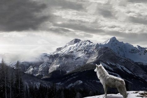 10. lone-wolf-wallpaper-HD10-600x338 Wolves Wallpaper Backgrounds, Wolf Like Me, King Thranduil, Wolf Background, Winter Wolves, Wolf Images, Fantasy Wolf, Baby Wolf, Wolf Wallpaper