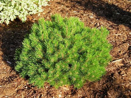 Mops Dwarf Mugo Pine Mugo Pine, Pinus Mugo, Perennial Ground Cover, Eastern White Pine, Garden Walkway, Perennial Shrubs, Landscape Concept, Evergreen Plants, Garden Living