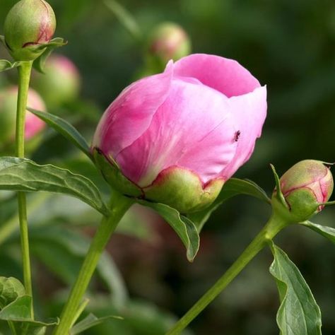 A blooming peony bush. Transplant Peonies, Peony Care, Peony Bush, Peony Root, Making Plant Pots, Growing Peonies, Perennial Shrubs, Peonies Garden, Flower Care