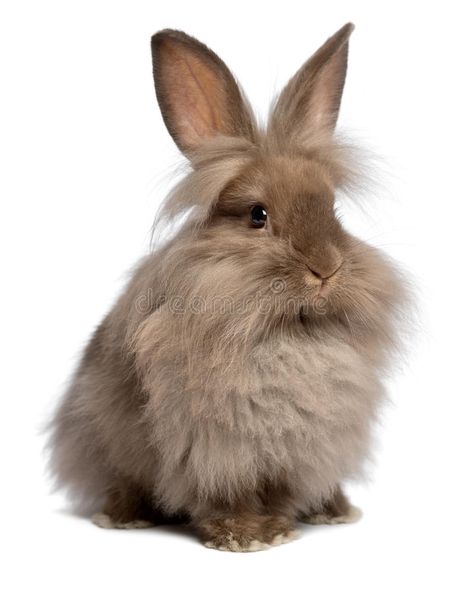 Cute sitting chocolate lionhead bunny rabbit. A cute sitting chocolate colored l , #sponsored, #lionhead, #bunny, #chocolate, #Cute, #sitting #ad Lionhead Bunny, Lionhead Rabbit, Fluffy Rabbit, Rabbit Breeds, Rabbit Colors, Small Rabbit, Baby Animals Pictures, Lion Mane