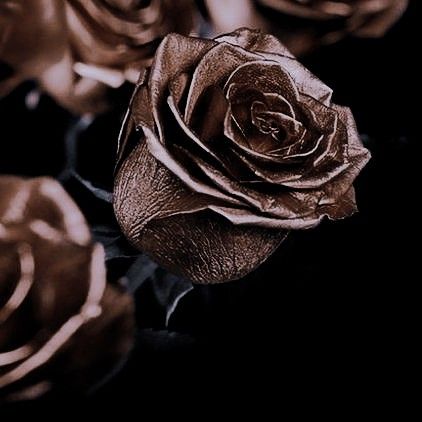 Brown Roses, Fairytale Aesthetic, Queen Aesthetic, Royalty Aesthetic, Royal Aesthetic, Magic Aesthetic, Fantasy Aesthetic, Brown Aesthetic, Character Aesthetic