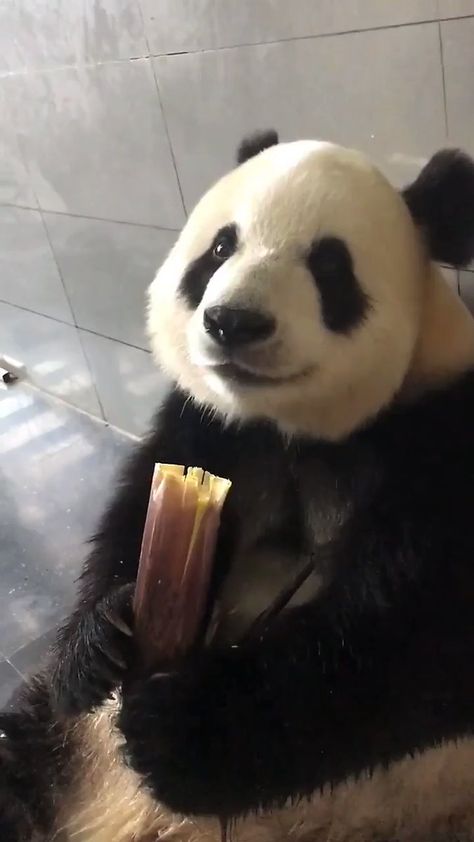 Panda Eating, Baby Panda Bears, Bear Pictures, Paws And Claws, Panda Love, Giant Panda, Baby Panda, Funny Cat Videos, Cute Panda