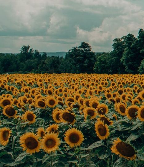 Sunflower Meadow, Daisy Field, Pumpkin Patch, Places To Travel, Sunflower, Daisy, Travel