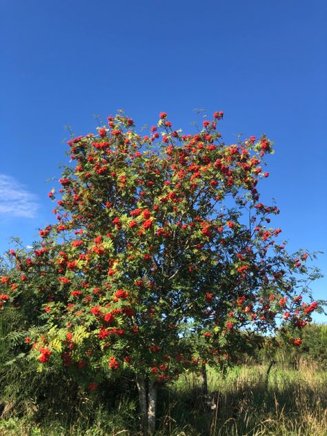 Rowan Plant, Comfort Photography, Rare Fruits, Mountain Ash Tree, Celtic Name, The Colour Red, Chinese Mountains, Peace Garden, Plant Tips