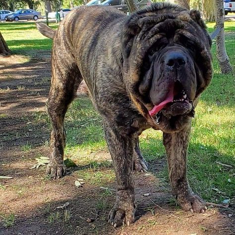 Molossus Dog, American Molossus, Japanese Mastiff, Old English Mastiffs, Massive Dogs, Neapolitan Mastiff, Mastiff Breeds, Neapolitan Mastiffs, Dog Expressions