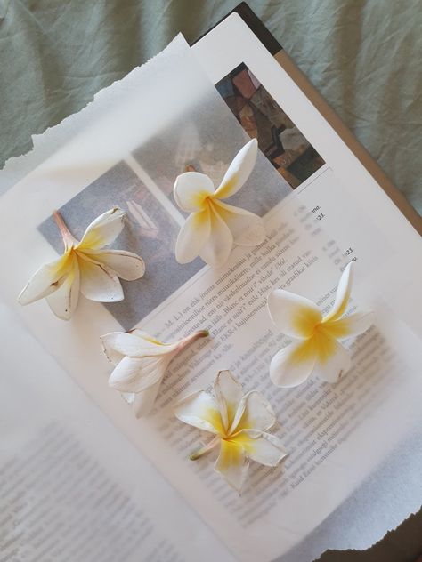 drying flowers, flower pressing, frangipani pressing Frangipani Aesthetic, Plumeria Aesthetic, Pilates Business, Drying Flowers, Frangipani Flower, Flower Pressing, Gold Jewelry Fashion, Hulk, Dried Flowers