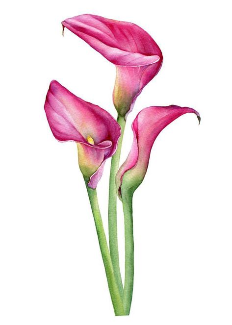 Pink Calla Lily, Contemporary Botanical Art, Pink Calla Lilies, Lilies Drawing, Flower Drawing Tutorials, Color Drawing Art, Lily Painting, Watercolor Paintings For Beginners, Flower Art Drawing