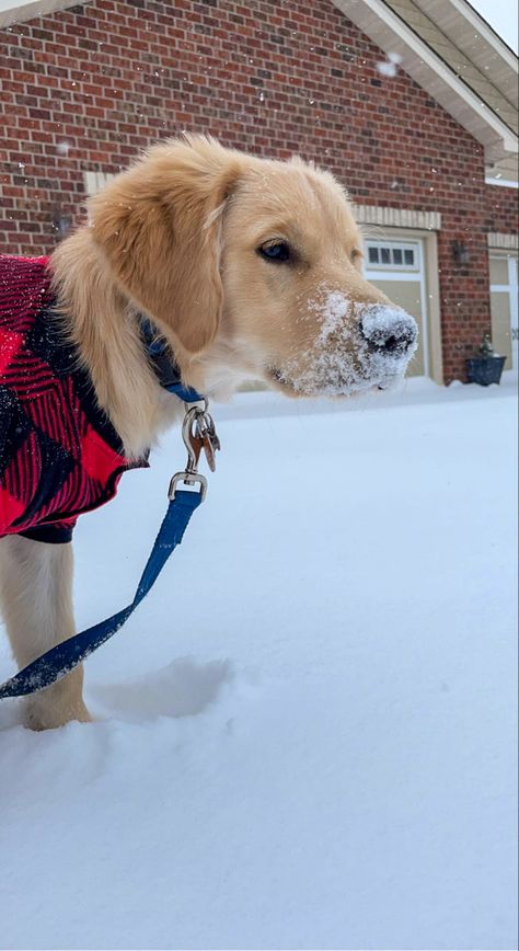 Golden Retriever Christmas Aesthetic, Golden Retriever Preppy, Snow Golden Retriever, Golden Retriever In Snow, Christmas Dog Aesthetic, Christmas Aesthetic Dog, Cute Puppy Aesthetic, Golden Retriever Snow, Golden Retriever Winter