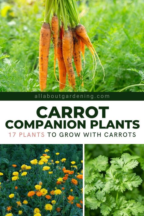 Carrots Garden How To Grow, Carrots Growing Tips, What To Plant With Carrots, Bush Bean Companion Plants, Carrot Garden Raised Beds, Companion Planting Carrots, Carrot Companion Planting, Companion Plants For Carrots, Companion Plants For Cabbage