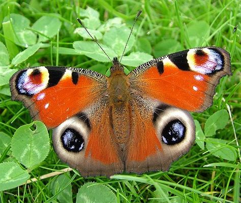 peacock butterfly Butterfly With Eyes, Butterfly Eyes, Winged Eye, Peacock Butterfly, Eye To Eye, Pretty Nature, Seeing Eye, Bright Colours, Butterfly Wings