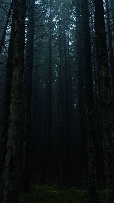 Dark Forest Aesthetic Wallpaper, Forest Nostalgia, Alt Backgrounds, Greek Gods Wallpaper Aesthetic, Dark Forest Wallpaper, Dark Naturalism, Dark Forest Aesthetic, Tree Background, Dark Landscape