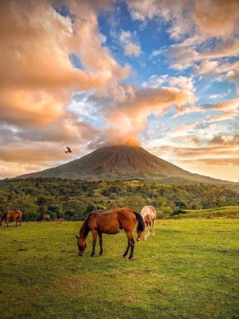 Paquetes increíbles y únicos que te harán vivir una experiencia única, sobre las faldas del imponente volcán Arenal ubicado en La Fortuna San Carlos, Alajuela Costa Rica. Preparados con paquetes especiales llenos de aventura y adrenalina. San Carlos Costa Rica, Pacific Ocean, Mount Rainier, Ocean View, Costa Rica, Villa, Natural Landmarks, Photography, Animals