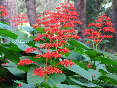 PAGODA FLOWER ~ Hoe and Shovel: Sturdy Summer Perennial Florida Plants Landscaping, Florida Landscaping, Florida Plants, Florida Gardening, Lily Plants, Bedding Plants, Central Florida, Tropical Plants, Shovel