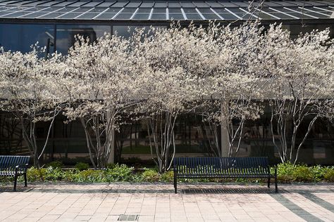 White Spring Flowers, Garden Farm, Farm Food, Garden Shrubs, Landscape Architecture Design, Garden Architecture, Ornamental Trees, Love Garden, Garden Trees