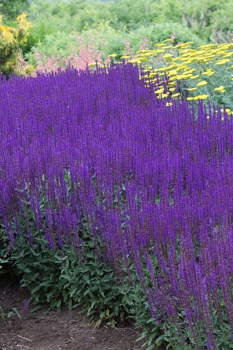 Salvia nemorosa 'Caradonna' | Stonehouse Nursery Salvia Plant Landscaping, Culvers Root Garden, Salvia Plant, Salvia Farinacea, Salvia Caradonna Combination, Salvia Caradonna, Salvia Apiana, Caradonna Salvia, Salvia Garden