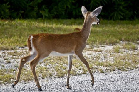 View of a Key Deer from the back right side. Description from etc.usf.edu. I… Key Deer, Deer Drawing, Deer Photos, Deer Art, Vintage Deer, Horse Drawings, Red Deer, Whitetail Deer, Ap Art