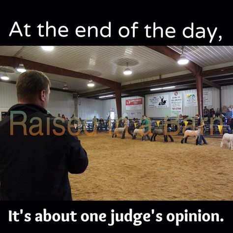 At the end of the day it's just about the judges opinion. Gotta love that stock show life. Livestock Judge Outfits, Ryan Rash Livestock Judge Quotes, Livestock Show Quotes, Ffa Rabbit Showing, 4-h Quotes Livestock, 4h Livestock Judging, Judge Quotes, Livestock Judging, Show Cows