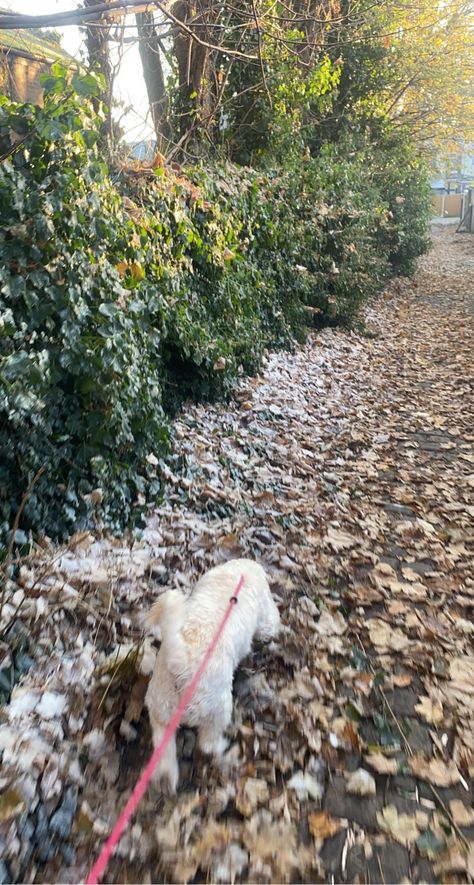 #dogs #winteraesthetic #autumn #dogwalker Dog Walking Aesthetic, Walking Aesthetic, Leaves Falling, Walking The Dog, Dog Walk, Winter Dog, Dog Walker, Coffee And Books, White Dogs