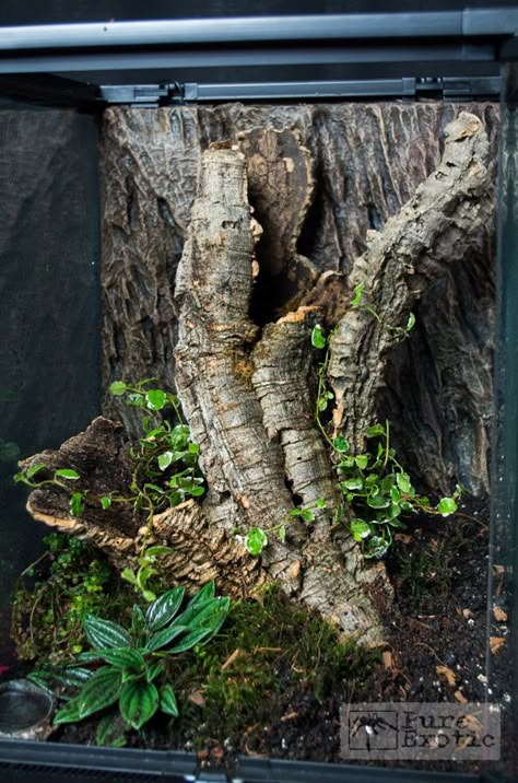 Terrarium Encyocratella olivacea Arboreal Terrarium, Tarantula Terrarium, Crested Gecko Terrarium, Gecko Vivarium, Tarantula Enclosure, Bioactive Vivarium, Vivarium Ideas, Snake Terrarium, Frog Terrarium