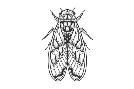 Cicada Illustration, Insect Sketch, Cicada Art, Cicada Tattoo, Animal Sketch, Bug Tattoo, Tattoo Outline Drawing, Illustration T Shirt