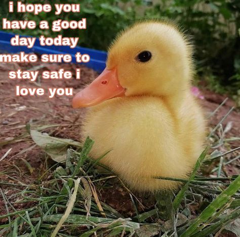 Duck Love Quotes, Good Morning Wholesome, Wholesome Encouragement, Ship Dynamics, Love You Meme, Cheer Up Quotes, Wholesome Pictures, Morning Memes, Monday Memes