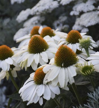 Idaho Design | Proven Winners Garden Zone 6b, Growing Echinacea, White Coneflower, Gardening Front Yard, Encanto Aesthetic, Clay Soil Plants, Circle Garden, Water Wise Landscaping, Drought Tolerant Perennials