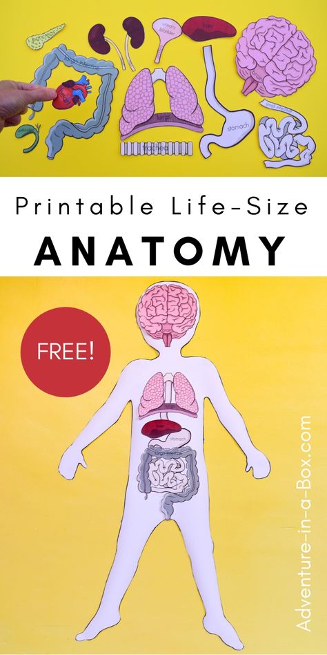 Human Body Printables, Human Body Unit Study, Human Body Worksheets, Human Body Projects, Free Human Body, Human Body Science, Body Preschool, Human Body Activities, Human Body Organs