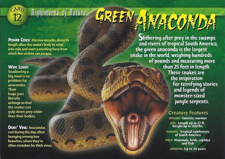 Green Anaconda front Anaconda Verde, Green Anaconda, Terrifying Stories, Types Of Snake, Animals Information, Snake Venom, Famous Monsters, Animal Study, Animal Book