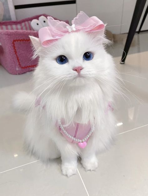 Cat With Blue Eyes, White Cat, Pink Bow, Blue Eyes, Pink, Blue, White