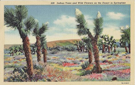 Joshua Trees Vintage Palm Tree, California Postcard, Couples Bridal Shower, Vintage California, Joshua Tree National Park, Stock Art, Support Artists, Art Ink, Post Card