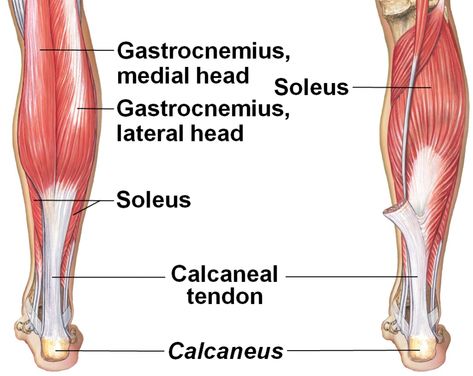 Calf Anatomy, Stretch Calf Muscles, Create A Workout Plan, Achilles Tendon Ruptures, Human Body Diagram, Studying Anatomy, Human Structure, Soleus Muscle, Serratus Anterior