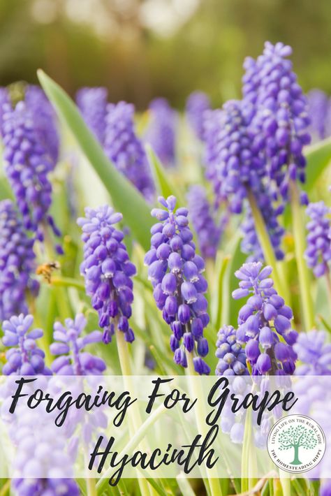 Growing in the garden or in parts in the Spring is a gorgeous flower, the grape hyacinth, or Muscari armeniacum.  Learn how to find it or grow it for yourself! The Homesteading Hippy #foraging #freefood #backyardherbs #growyourown via @homesteadhippy Wild Foraging, Grape Hyacinth, Wild Food Foraging, Edible Wild Plants, Garden Vines, Growing Grapes, Wild Edibles, Garden Kits, Wild Food