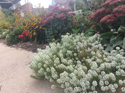 Sweet Alyssum: How to Grow and Care for This Flowering Ground Cover - Dengarden - Home and Garden Sedum Ground Cover, Flowering Ground Cover, Thyme Garden, Full Sun Garden, Sweet Alyssum, Ground Covers, Sun Garden, Cut Flower Garden, Ground Cover Plants