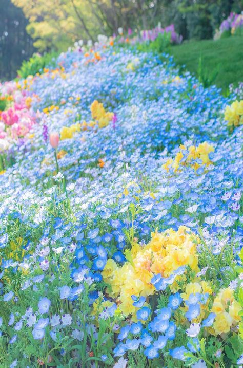 Yellow Blue Aesthetic, Blue Flower Field, Yellow Iris, Light Spring, Pastel Flowers, Flower Bed, Spring Blooms, Flowers Nature, Flower Field