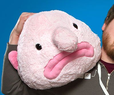 Ugliest Creature, Blobfish Plush, Ugly Fish, Fish Plush, Ugly Animals, Deadliest Catch, Pet Guinea Pigs, Aesthetic Photos, Cute Animal Photos