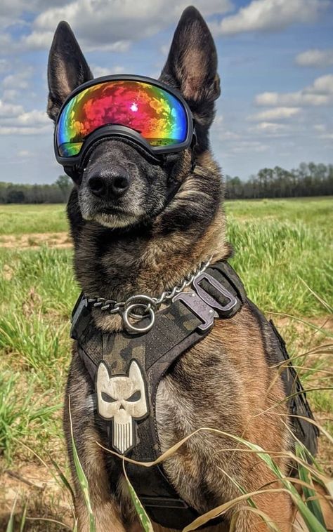 Rex Specs, K9 Handler, Baby German Shepherds, K9 Police Dogs, Dog Soldiers, Service Dogs Gear, Belgian Malinois Dog, Military Dog