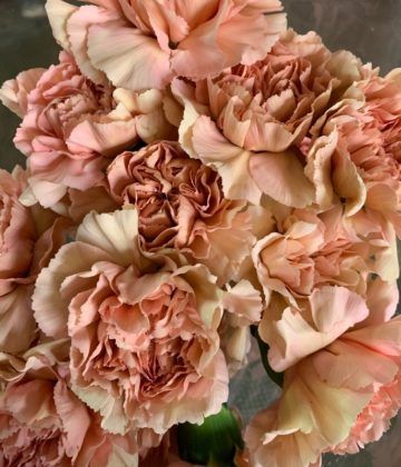 Beige carnation Carnation Caramel, White Mocha, Bridal Bouquet Flowers, Wedding Colour, Fresh Cut Flowers, Spray Roses, Wholesale Flowers, Colour Palettes, Flowers Wedding