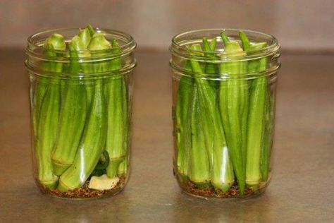 Pickled okra is one of my family’s favorite snacks. Adding a little jalapeno to the mix, you can make it as hot as you like. Easy step by step instructions with pictures. Canning Pickled Okra, Pickled Okra Recipe, Pickled Okra Recipes, Okra Recipe, Food Canning, Pickled Okra, Canning Vegetables, Mustard Pickles, Okra Recipes