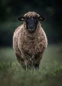 Sheep Photos, Yarn Creations, Hopelessly Devoted, Sheep Breeds, Photography Animals, Sheep Art, Beef Cattle, Cattle Farming, Sheep And Lamb