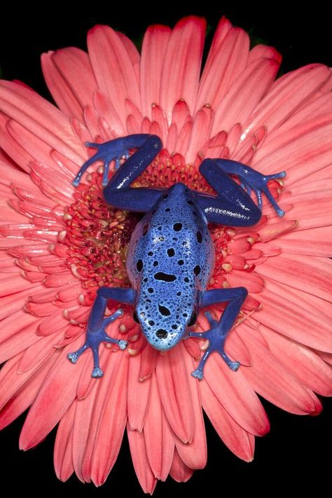 Blue Poison Dart Frog, Colorful Frogs, Poison Frog, Blue Frog, Amazing Frog, Blue Dart, Frog Illustration, Poison Dart, Frog Tattoos