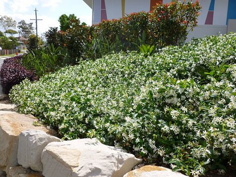 star jasmine as ground cover Coastal Ground Cover, Star Jasmine Ground Cover, Jasmine Ground Cover, King Island, Colonial Garden, Kerb Appeal, Ground Covers, Future Garden, Star Jasmine