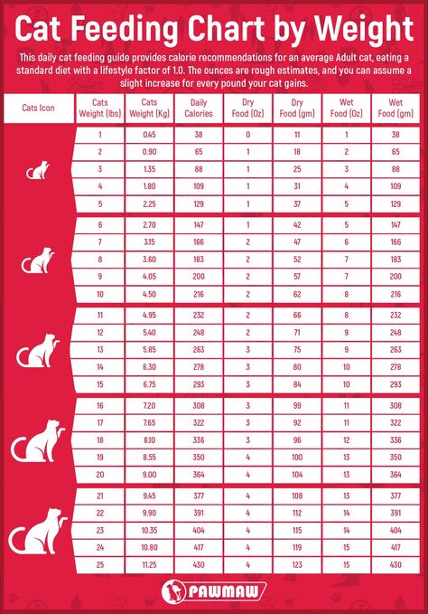 Cat Feeding Chart, Cat Feeding Schedule, Cat Age Chart, Raw Cat Food Recipes, Homemade Cat Food, Food Cat, Cat Nutrition, Kitten Names, Pet Play