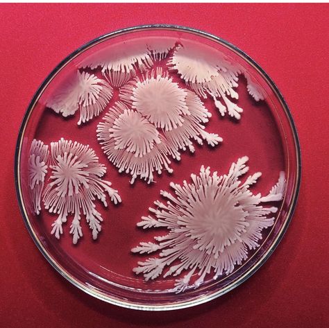 Bacteria Petri Dish, Petri Dish Bacteria, Petri Dish Art, Microbiology Art, Petri Dishes, Microscopic Photography, Growth And Decay, Bio Art, Petri Dish