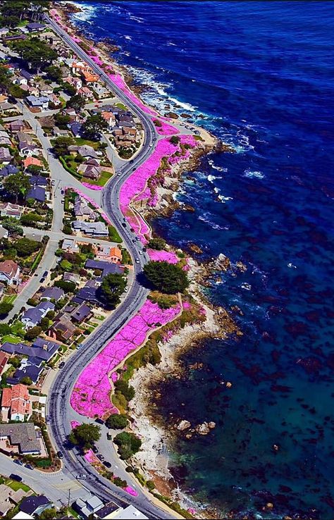 Pacific Grove, CA Pacific Grove California, Monterey Peninsula, Monterey Bay Aquarium, Monterey California, Monterey Ca, Pacific Grove, Orange County California, Pacific Coast Highway, Monterey Bay